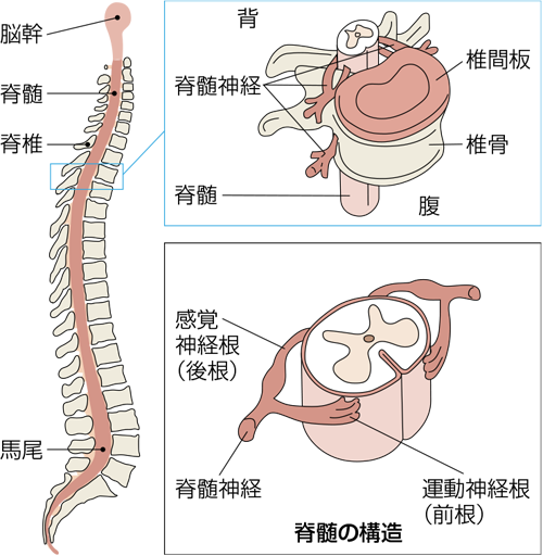 脊髄と脊椎（背骨）の仕組み